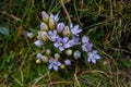 Purple Dwarf gentians Royalty Free Stock Photo